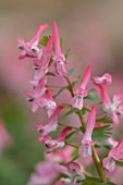 THE PICTON GARDEN AND OLD COURT NURSERIES, WORCESTERSHIRE: CLOSE UP OF PALE PINK FLOWERS OF CORYDALIS SOLIDA SUBSP. SOLIDA BETH EVANS, PERENNIALS, SPRING, MARCH