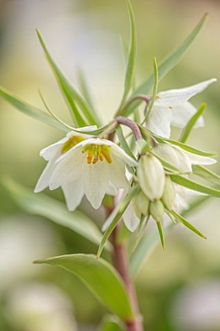 THE_PICTON_GARDEN_AND_OLD_COURT_NURSERIES_WORCESTERSHIRE_CLOSE_UP_OF_PALE_CREAM_WHITE_FLOWERS_OF_FRI