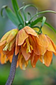 THE PICTON GARDEN AND OLD COURT NURSERIES, WORCESTERSHIRE: CLOSE UP OF ORANGE FLOWERS OF FRITILLARIA IMPERIALIS CHOPIN. SPRING, MARCH, BULBS