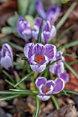 THE PICTON GARDEN AND OLD COURT NURSERIES, WORCESTERSHIRE: CLOSE UP OF PURPLE AND CREAM FLOWERS OF CROCUS PICKWICK. STRIPES, STRIPY, STRIPED, BULBS, SPRING, FLOWERING