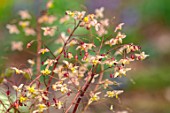 THE PICTON GARDEN AND OLD COURT NURSERIES, WORCESTERSHIRE: CLOSE UP PORTRAIT OF ORANGE, YELLOW FLOWERS OF EPIMEDIUM BLACK SEA. PERENNIAL, DECIDUOUS,  SHADE, SHADY