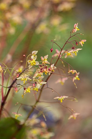 THE_PICTON_GARDEN_AND_OLD_COURT_NURSERIES_WORCESTERSHIRE_CLOSE_UP_PORTRAIT_OF_ORANGE_YELLOW_FLOWERS_