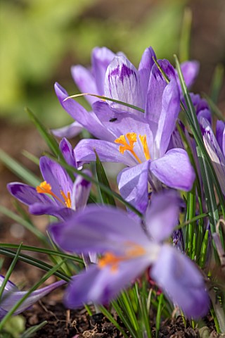 THE_PICTON_GARDEN_AND_OLD_COURT_NURSERIES_WORCESTERSHIRE_CLOSE_UP_PORTRAIT_OF_PURPLE_FLOWERS_OF_CROC