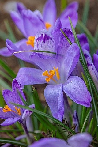THE_PICTON_GARDEN_AND_OLD_COURT_NURSERIES_WORCESTERSHIRE_CLOSE_UP_PORTRAIT_OF_PURPLE_FLOWERS_OF_CROC
