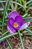 THE PICTON GARDEN AND OLD COURT NURSERIES, WORCESTERSHIRE: CLOSE UP PORTRAIT OF PURPLE FLOWERS OF CROCUS . BULBS
