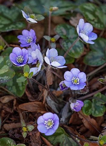 THE_PICTON_GARDEN_AND_OLD_COURT_NURSERIES_WORCESTERSHIRE_CLOSE_UP_PORTRAIT_OF_BLUE_PURPLE_FLOWERS_OF