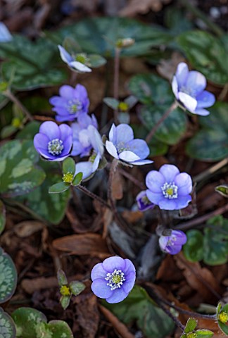 THE_PICTON_GARDEN_AND_OLD_COURT_NURSERIES_WORCESTERSHIRE_CLOSE_UP_PORTRAIT_OF_BLUE_PURPLE_FLOWERS_OF