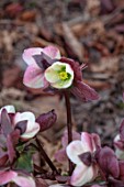 THE PICTON GARDEN AND OLD COURT NURSERIES, WORCESTERSHIRE: CLOSE UP PLANT PORTRAIT OF PINK, WHITE FLOWERS OF HELLEBORUS X ERICSMITHII WINTER MOONBEAM, FLOWERING, MARCH, SPRING