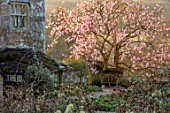 GRAVETYE MANOR, SUSSEX: MARCH, PINK FLOWERS OF MAGNOLIA CAMPBELLII IN FULL FLOWER BESIDE THE MANOR, MARCH, BLOOMS, BLOOMING, SUNRISE
