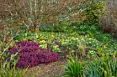 GRAVETYE MANOR, SUSSEX: SPRING, MARCH, BORDER WITH DAFFODILS, PRIMULA VERIS, COWSLIPS, HEATHERS, RED, YELLOW, FLOWERS, SHADE, SHADY, SPRING, BORDERS