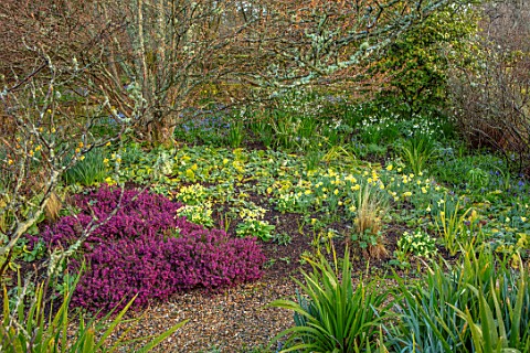 GRAVETYE_MANOR_SUSSEX_SPRING_MARCH_BORDER_WITH_DAFFODILS_PRIMULA_VERIS_COWSLIPS_HEATHERS_RED_YELLOW_
