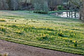 GRAVETYE MANOR, SUSSEX: DAFFODILS, NARCISSUS IN THE MEADOW, MARCH, SPRING, SUNRISE, BULBS