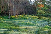 GRAVETYE MANOR, SUSSEX: DAFFODILS, NARCISSUS IN THE WOODLAND, MARCH, SPRING, SUNRISE, BULBS