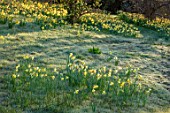 GRAVETYE MANOR, SUSSEX: DAFFODILS, NARCISSUS IN THE WOODLAND, MARCH, SPRING, SUNRISE, BULBS