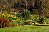 GRAVETYE MANOR, SUSSEX: DAFFODILS, NARCISSUS ON THE BANK BESIDE CROQUET LAWN. MARCH, SPRING, SUNRISE, BULBS, WALLS, PHORMIUMS