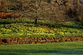 GRAVETYE MANOR, SUSSEX: DAFFODILS, NARCISSUS ON THE BANK BESIDE CROQUET LAWN. MARCH, SPRING, SUNRISE, BULBS, WALLS, PHORMIUMS