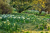 GRAVETYE MANOR, SUSSEX: DAFFODILS, NARCISSUS IN THE WOODLAND. MARCH, SPRING, SUNRISE, BULBS