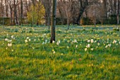 MORTON HALL GARDENS, WORCESTERSHIRE: THE MEADOW IN MARCH, SPRING, NARCISSUS, DAFFODILD, MEADOWS, YELLOW, FLOWERS, BULBS