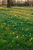 MORTON HALL GARDENS, WORCESTERSHIRE: THE MEADOW IN MARCH, SPRING, NARCISSUS, DAFFODILD, MEADOWS, YELLOW, FLOWERS, BULBS, SNAKES HEAD FRITILLARIES, FRITILLARIA MELEAGRIS