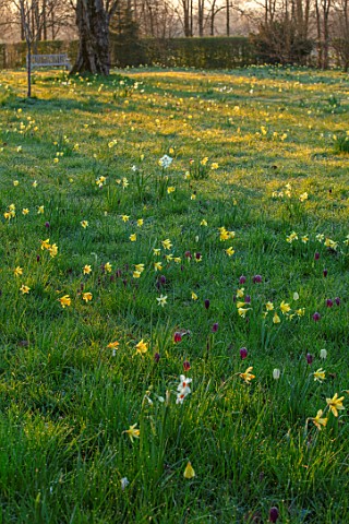 MORTON_HALL_GARDENS_WORCESTERSHIRE_THE_MEADOW_IN_MARCH_SPRING_NARCISSUS_DAFFODILD_MEADOWS_YELLOW_FLO
