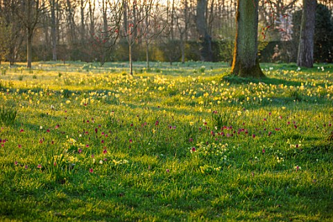 MORTON_HALL_GARDENS_WORCESTERSHIRE_THE_MEADOW_IN_MARCH_SPRING_NARCISSUS_COWSLIPS_AND_SNAKES_HEAD_FRI