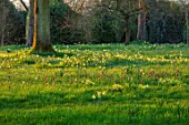 MORTON HALL GARDENS, WORCESTERSHIRE: THE MEADOW IN MARCH, SPRING, NARCISSUS, COWSLIPS AND SNAKES HEAD FRITILLARIES. FRITILLARIA MELEAGRIS, MEADOWS, YELLOW, PINK, FLOWERS, BULBS