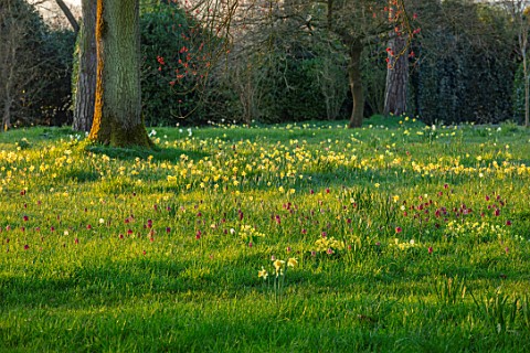 MORTON_HALL_GARDENS_WORCESTERSHIRE_THE_MEADOW_IN_MARCH_SPRING_NARCISSUS_COWSLIPS_AND_SNAKES_HEAD_FRI