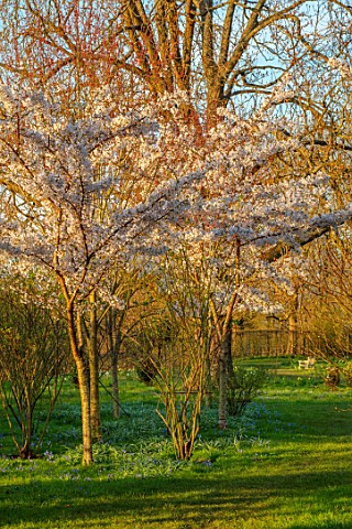 MORTON_HALL_GARDENS_WORCESTERSHIRE_THE_NEW_GARDEN_MEADOWGRASS_LAWN_WHITE_FLOWERS_BLOSSOM_OF_CHERRIES
