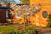 MORTON HALL GARDENS, WORCESTERSHIRE: WEST GARDEN, LAWN, WHITE FLOWERS, BLOSSOMS OF CHERRY TREE, PRUNUS THE BRIDE, MARCH, SPRING, JAPANESE, SPIDER WINDOW