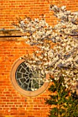 MORTON HALL GARDENS, WORCESTERSHIRE: WEST GARDEN, LAWN, WHITE FLOWERS, BLOSSOMS OF CHERRY TREE, PRUNUS THE BRIDE, MARCH, SPRING, JAPANESE, SPIDER WINDOW, SUNSET