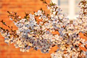MORTON HALL GARDENS, WORCESTERSHIRE: WEST GARDEN, WHITE FLOWERS, BLOSSOMS OF CHERRY TREE, PRUNUS THE BRIDE, MARCH, SPRING, JAPANESE, SUNSET