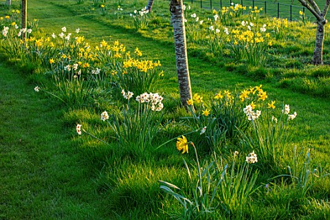 MORTON_HALL_GARDENS_WORCESTERSHIRE_WEST_GARDEN_LAWN_DAFFODILS_IN_THE_MEADOW_NARCISSUS_CRAGFORD_FEBRU