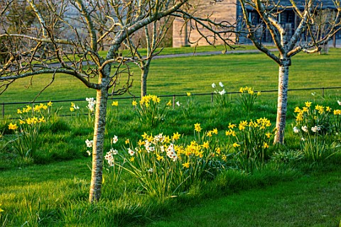 MORTON_HALL_GARDENS_WORCESTERSHIRE_WEST_GARDEN_LAWN_DAFFODILS_IN_THE_MEADOW_NARCISSUS_CRAGFORD_FEBRU