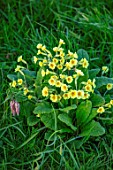 MORTON HALL GARDENS, WORCESTERSHIRE: CLOSE UP PORTRAIT OF YELLOW FLOWERS OF PRIMULA ELATIOR, OXSLIP, PERENNIALS, SPRING, APRIL, MARCH, BLOOMING, FLOWERING