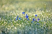 MORTON HALL GARDENS, WORCESTERSHIRE: CLOSE UP OF BLUE, PURPLE, FLOWERS OF SCILLA SIBERICA, SPRING, MARCH, FLOWERING, BULBS, BLOOMING