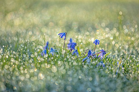 MORTON_HALL_GARDENS_WORCESTERSHIRE_CLOSE_UP_OF_BLUE_PURPLE_FLOWERS_OF_SCILLA_SIBERICA_SPRING_MARCH_F