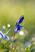 MORTON HALL GARDENS, WORCESTERSHIRE: CLOSE UP OF BLUE, PURPLE, FLOWERS OF SCILLA SIBERICA, SPRING, MARCH, FLOWERING, BULBS, BLOOMING