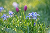 MORTON HALL GARDENS, WORCESTERSHIRE: BLUE, PURPLE, WHITE  FLOWERS OF CHIONODOXA FORBESII, RED, PINK FLOWERS OF TULIPA HUMILIS HELEN, SPRING, MARCH, FLOWERING, BULBS, BLOOMING