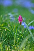 MORTON HALL GARDENS, WORCESTERSHIRE: RED, PINK FLOWERS OF TULIPA HUMILIS HELEN, SPRING, MARCH, FLOWERING, BULBS, BLOOMING