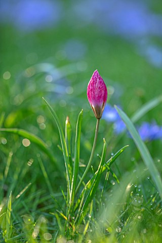 MORTON_HALL_GARDENS_WORCESTERSHIRE_RED_PINK_FLOWERS_OF_TULIPA_HUMILIS_HELEN_SPRING_MARCH_FLOWERING_B