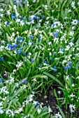 MORTON HALL GARDENS, WORCESTERSHIRE: BLUE AND WHITE FLOWERS OF SCILLA SIBERICA AND SCILLA SIBERICA ALBA. BULBS, WOODLAND, SHADE, SHADY