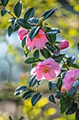 MORTON HALL GARDENS, WORCESTERSHIRE: CLOSE UP OF PINK FLOWERS OF CAMELLIA X WILLIAMSII BOWAN BRYANT, SPRING, FLOWERING, SHRUBS, BLOOMS, BLOSSOMS, MARCH