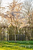 MORTON HALL GARDENS, WORCESTERSHIRE: THE NEW GARDEN, MEADOW,GRASS, LAWN, WHITE FLOWERS, BLOSSOM OF CHERRIES, PRUNUS X YEDOENSIS SOMEI - YOSHINO, MARCH, SPRING