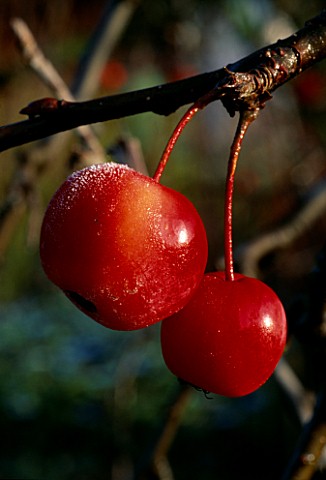 FROST_COVERED_FRUITS_OF_MALUS_CRAB_APPLE_OLD_RECTORY__BURGHFIELD__BERKS