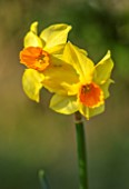 THE PICTON GARDEN AND OLD COURT NURSERIES, WORCESTERSHIRE: CLOSE UP PORTRAIT OF YELLOW, ORANGE FLOWERS OF DAFFODIL, NARCISSUS BITTERN, BULBS, SPRING, MARCH