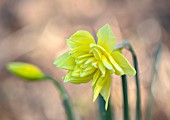 THE PICTON GARDEN AND OLD COURT NURSERIES, WORCESTERSHIRE: CLOSE UP PORTRAIT OF PALE, YELLOW, FLOWERS OF DAFFODIL, NARCISSUS EYSETTENSIS, BULBS, SPRING, MARCH, 1886