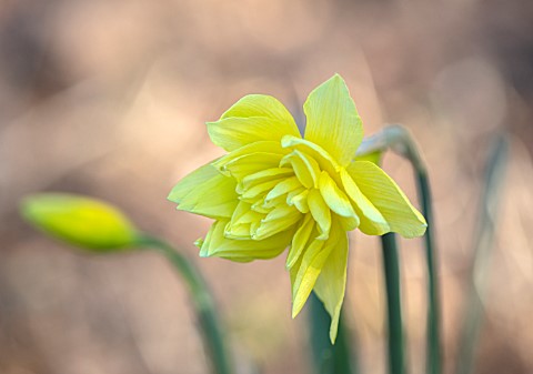 THE_PICTON_GARDEN_AND_OLD_COURT_NURSERIES_WORCESTERSHIRE_CLOSE_UP_PORTRAIT_OF_PALE_YELLOW_FLOWERS_OF