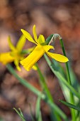 THE PICTON GARDEN AND OLD COURT NURSERIES, WORCESTERSHIRE: CLOSE UP PORTRAIT OF YELLOW, FLOWERS OF DAFFODIL, NARCISSUS ENGLANDER, BULBS, SPRING, MARCH, 1992
