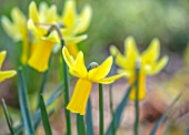 THE PICTON GARDEN AND OLD COURT NURSERIES, WORCESTERSHIRE: CLOSE UP PORTRAIT OF YELLOW, FLOWERS OF DAFFODIL, NARCISSUS PEPYS, BULBS, SPRING, MARCH, 1927