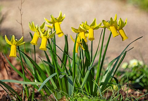 THE_PICTON_GARDEN_AND_OLD_COURT_NURSERIES_WORCESTERSHIRE_CLOSE_UP_PORTRAIT_OF_YELLOW_FLOWERS_OF_DAFF